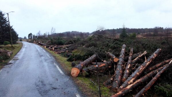 Har starta felling av 7000 tre