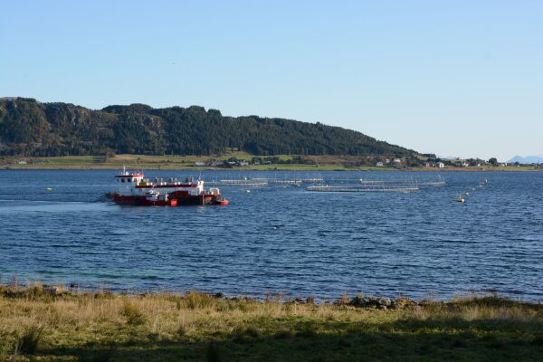 Sjømat Norge vil ha eigne løyve for havbruk til havs