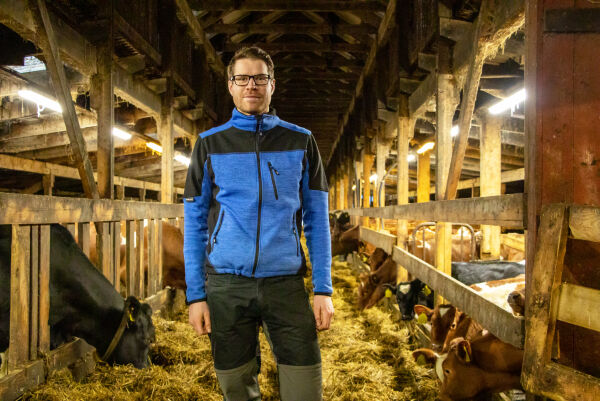 Harøy-oksar passerte eit syltynt nålauge for avlsdyr
