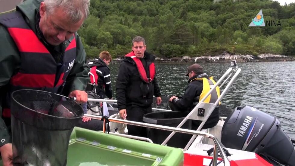 Lakselus på sjøørret og laks
