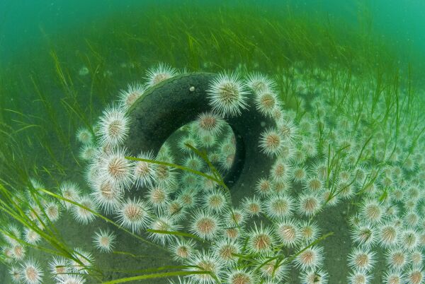 Mystisk bollefest  i Vatnefjorden