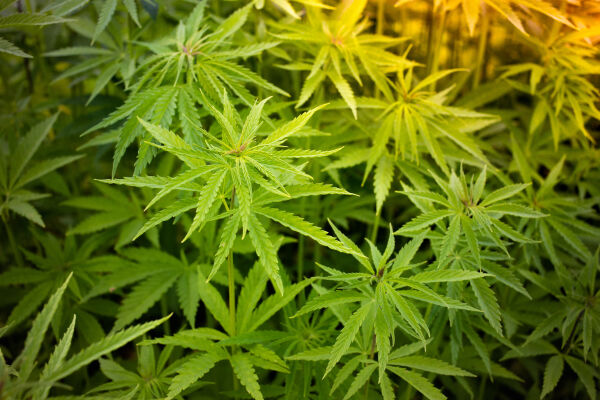Dyrka cannabis heime