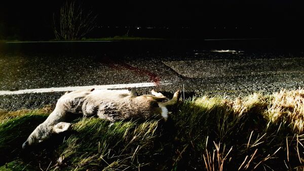 Hjortemirakel på Skjeltene?