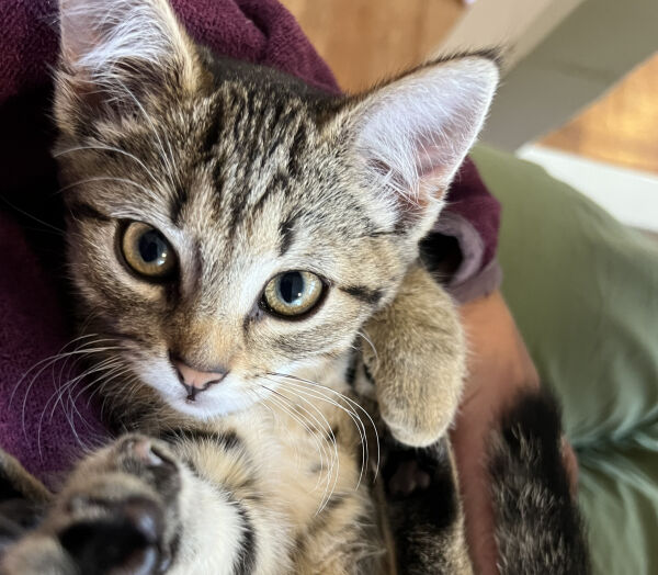 Katt vart påkøyrd, ingen varsla eigar