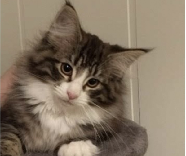 Mamma? Kan jeg få en katt?