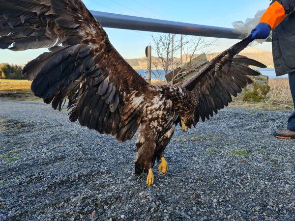 Fann 65 fuglekadaver på 7 månader