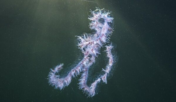 Giftig manet spreier seg langs kysten