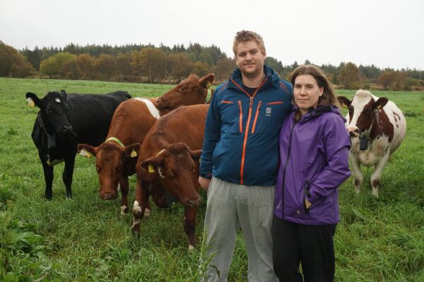 Kyrne på Fjørtofta beitar gjerdelaust