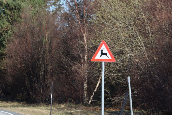 Skilting for hjort ved Uggedal