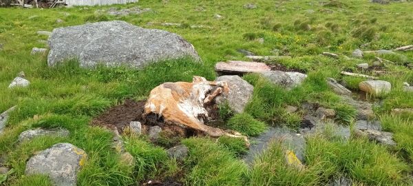 Kua ligg framleis i fjøra